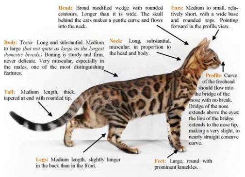 Frequent Questions About Bengal Cats Catterybengal 5423