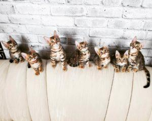 Bengals kittens