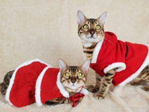 Bengal_cats_christmas