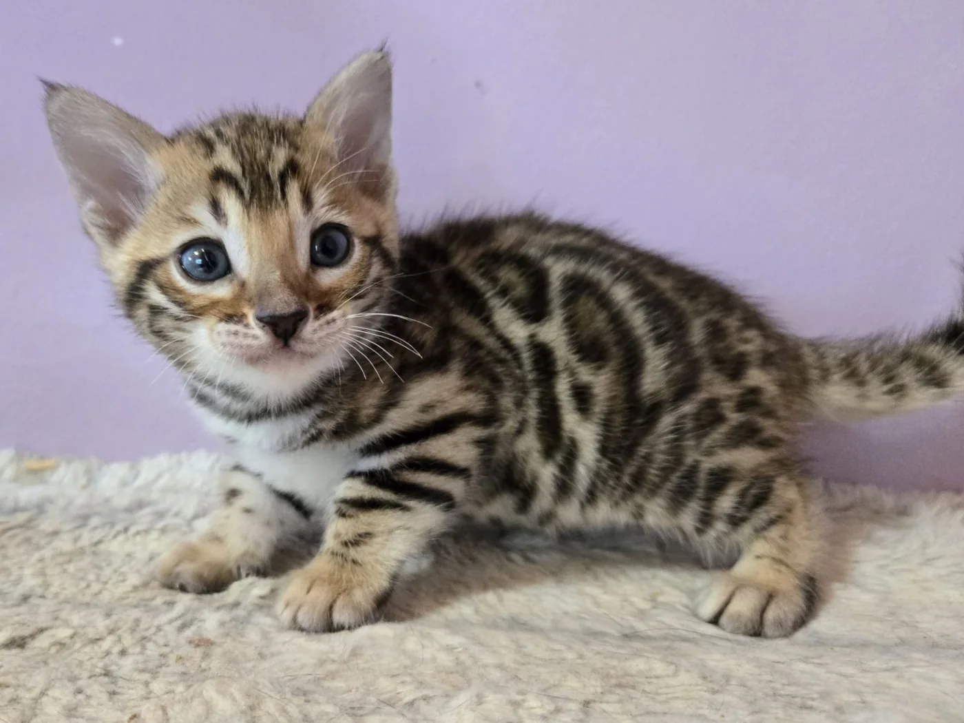 Bengal boy — Photo 1 / 4