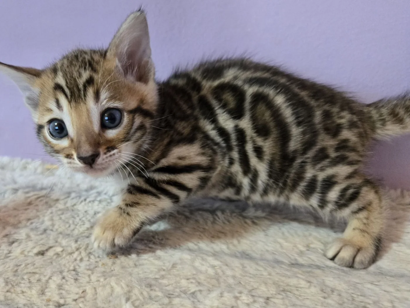 Bengal boy — Photo 2 / 4