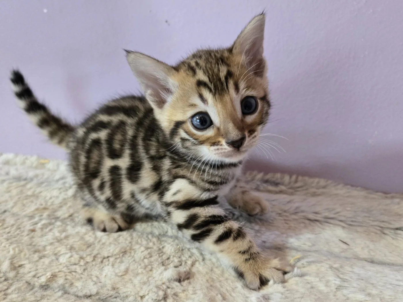 Bengal boy — Photo 3 / 4