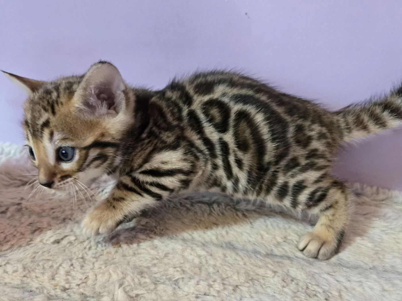 Bengal boy — Photo 4 / 4