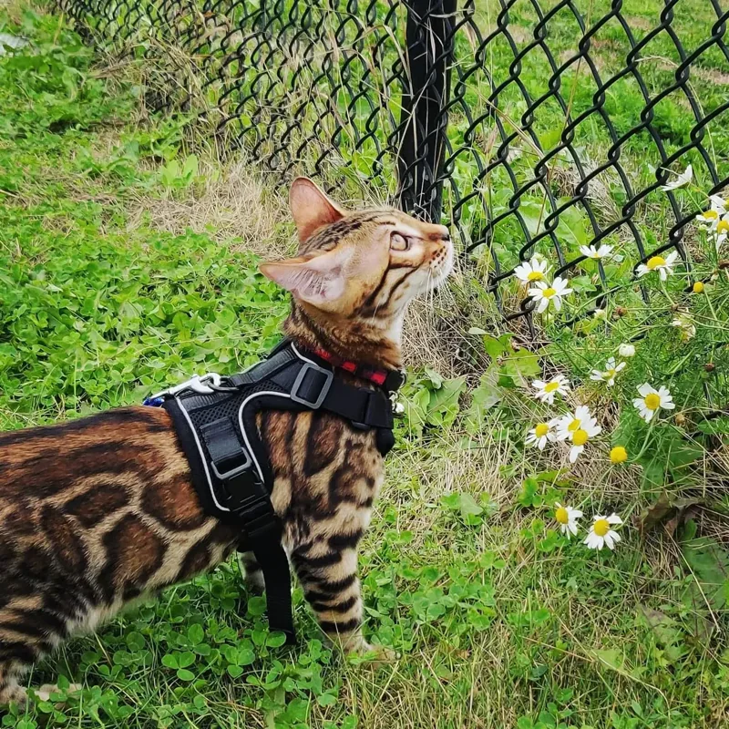 Un ancien chaton Jungle Kitten découvre les fleurs en harnais et en laisse