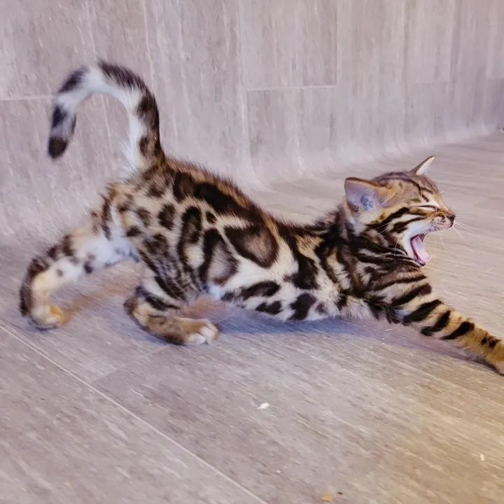 Jungle Kitten Bengal