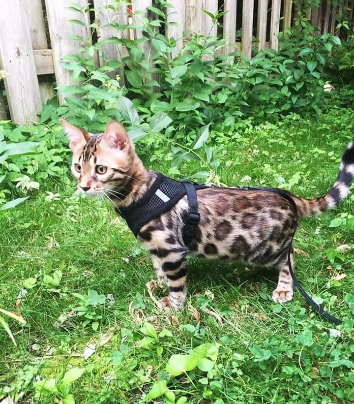 Bengal de Jungle Kitten — photo d’illustration