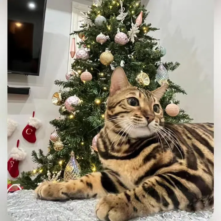 Jungle Kitten Bengal