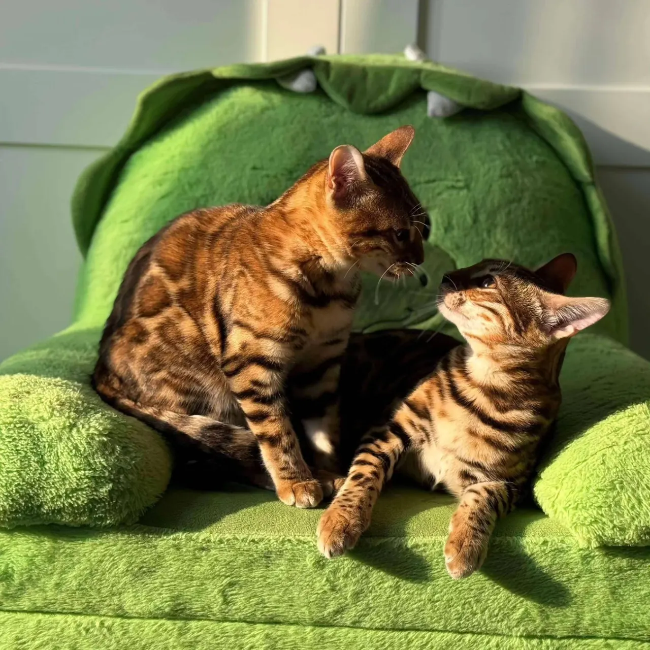 Jungle Kitten Bengal — illustrative photograph
