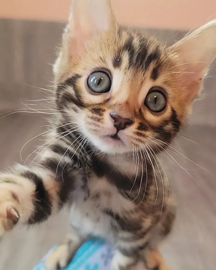 Bengal cat from Jungle Kitten