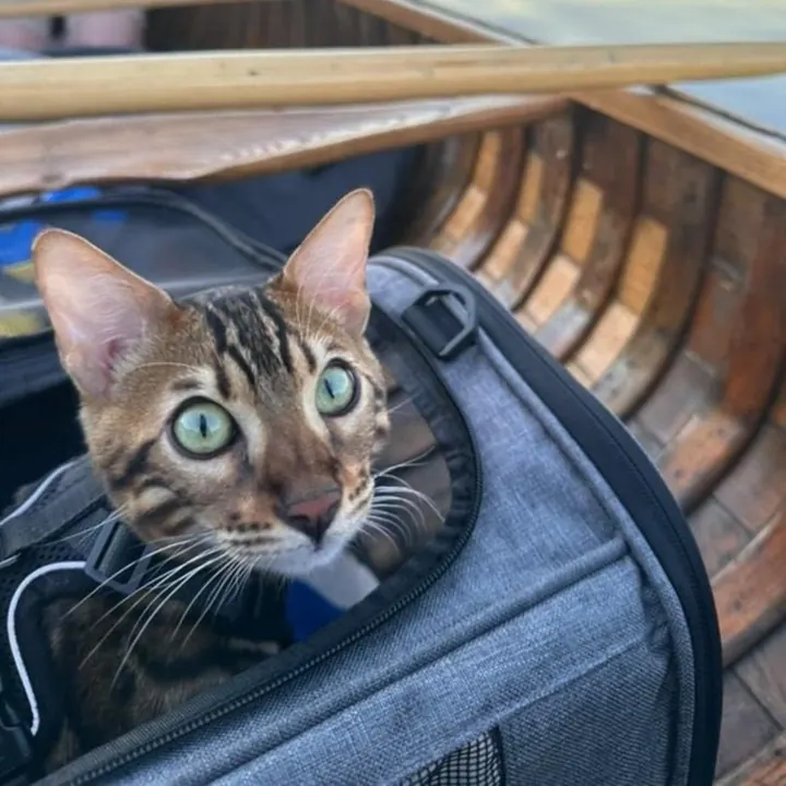 Jungle Kitten Bengal