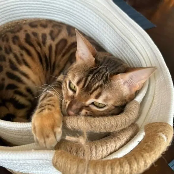 Jungle Kitten Bengal