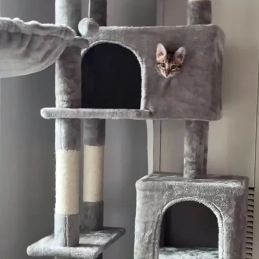 Bengal de l’élevage Jungle Kitten