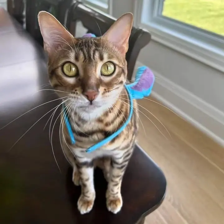 Bengal cat from Jungle Kitten