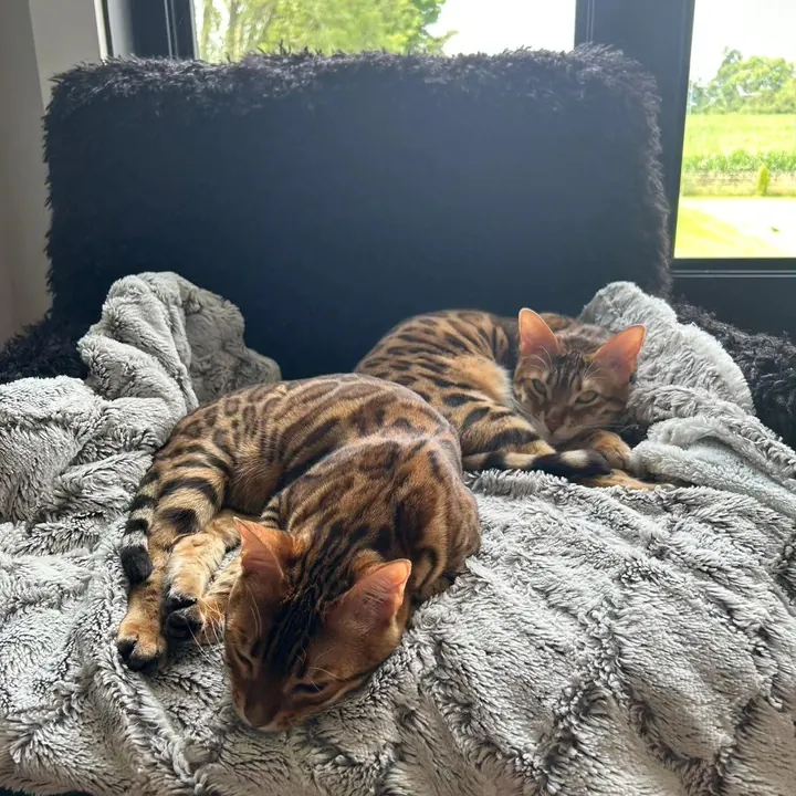 Jungle Kitten Bengal