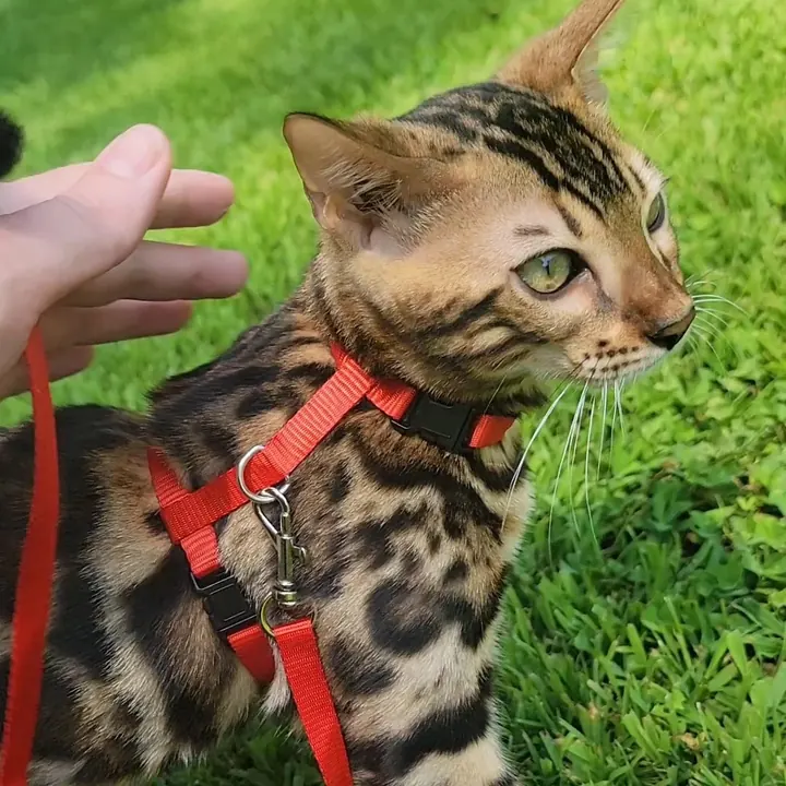 Jungle Kitten Bengal