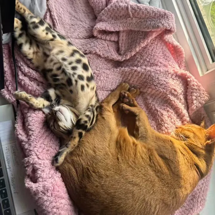 Jungle Kitten Bengal