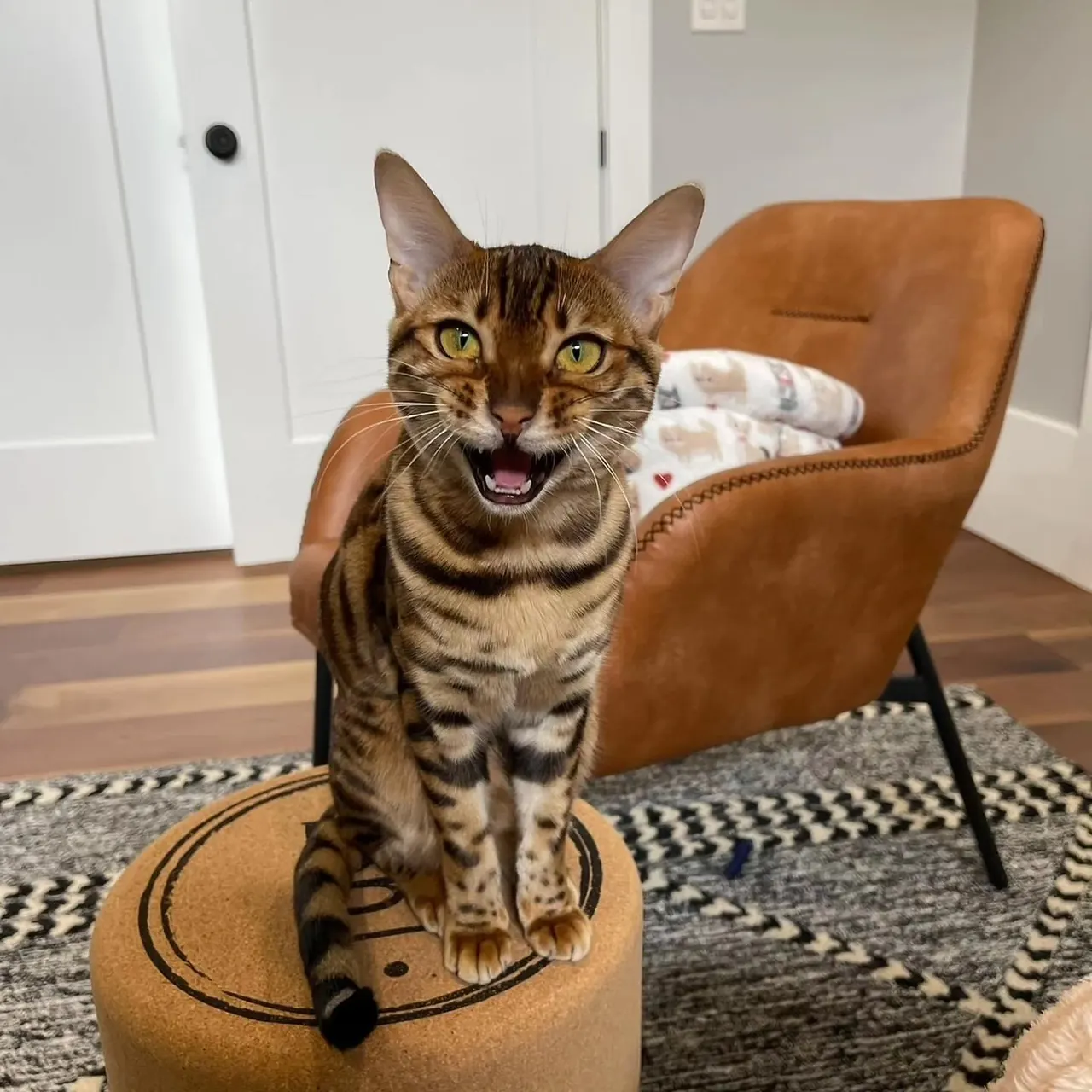 Bengal de Jungle Kitten — photo d’illustration