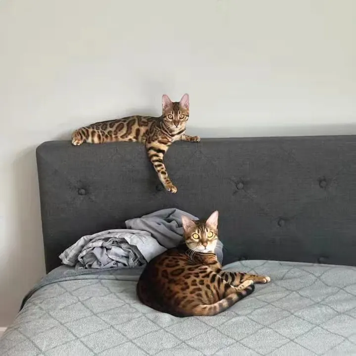 Jungle Kitten Bengal