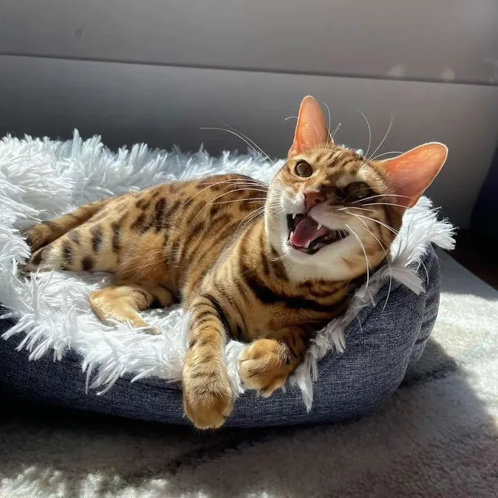 Bengal cat from Jungle Kitten