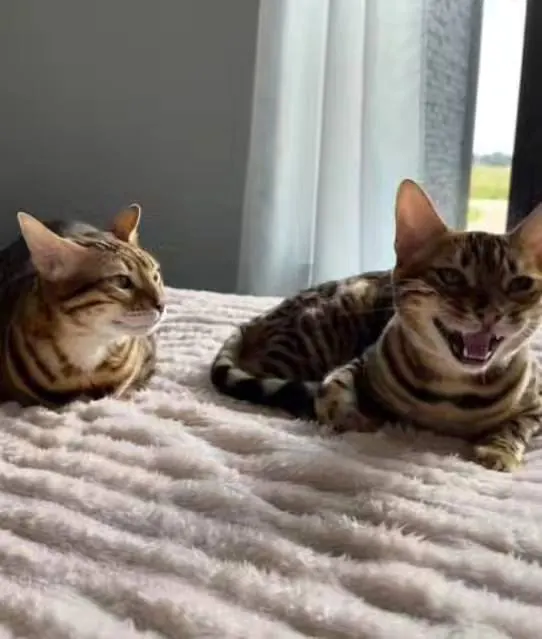 Jungle Kitten Bengal