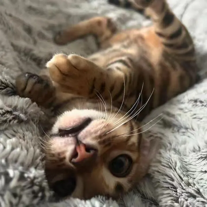 Jungle Kitten Bengal