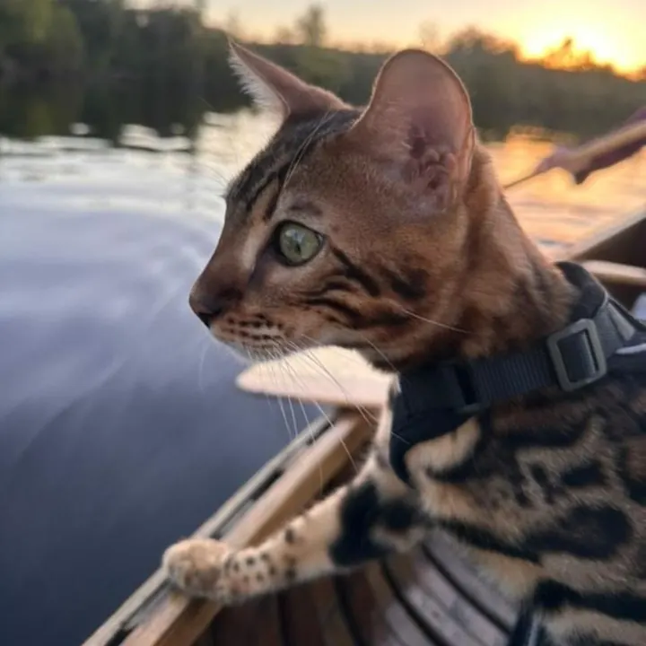 Jungle Kitten Bengal