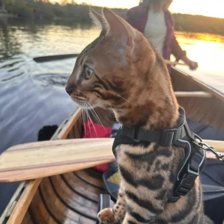 Jungle Kitten Bengal