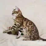 Oscar_Jungle_Kitten7