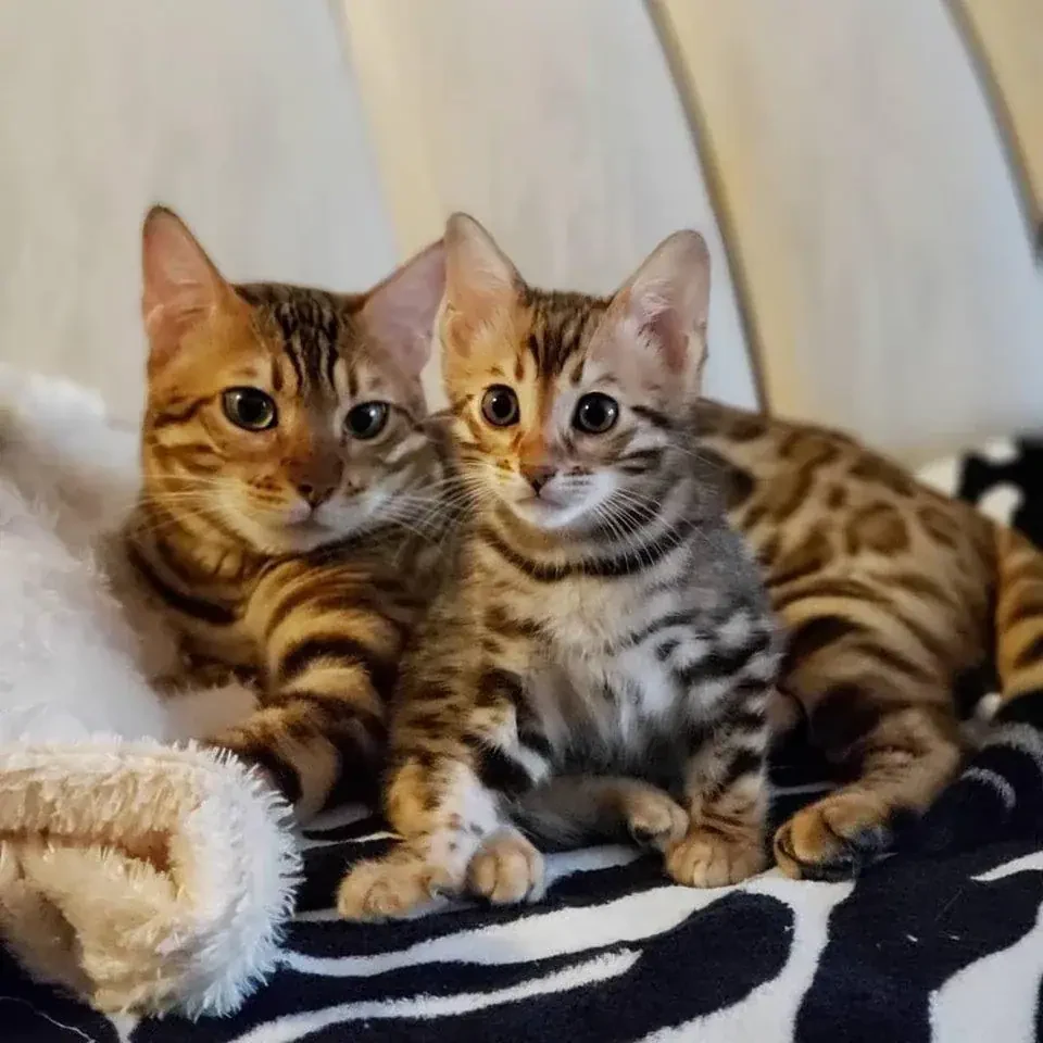 acheter Bengal