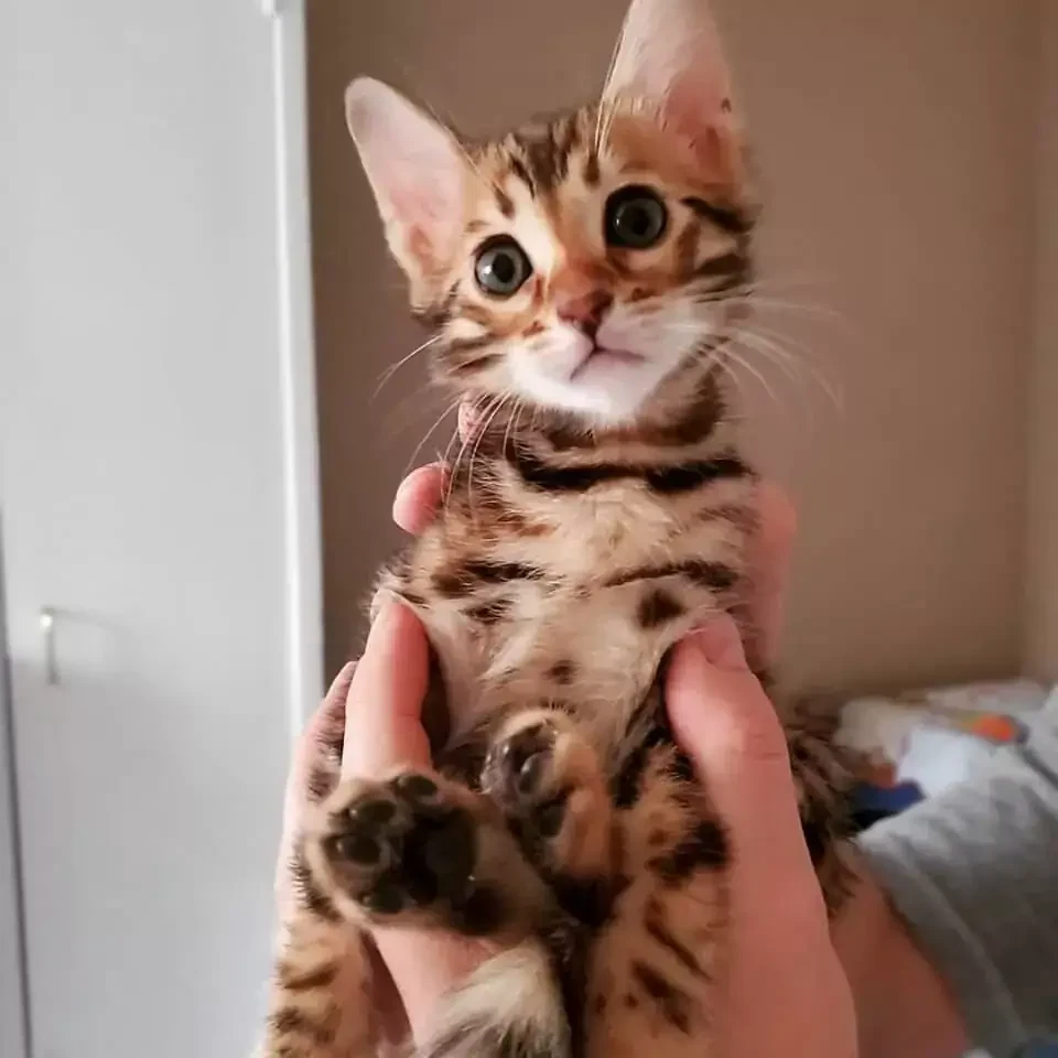 Bengal Kitten from Jungle Kitten