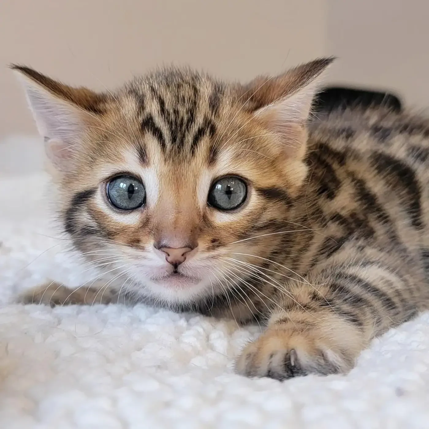 Chat Bengal de Jungle Kitten
