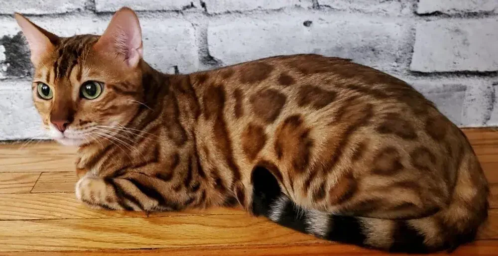 Chat Bengal de Jungle Kitten