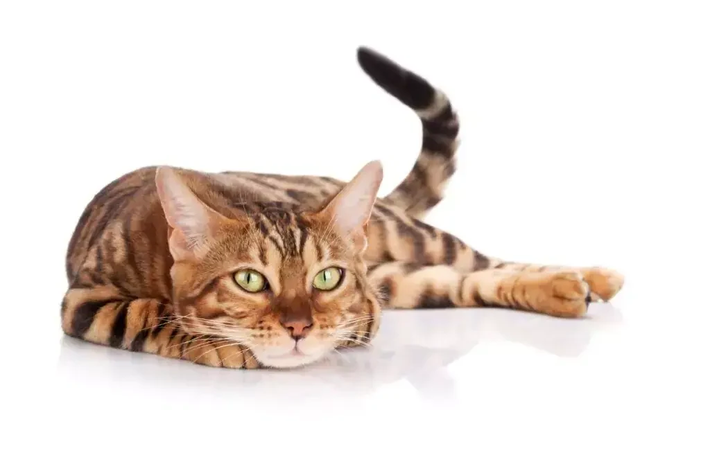 Bengal cat from Jungle Kitten