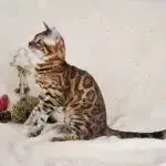 Oscar_Jungle_Kitten6