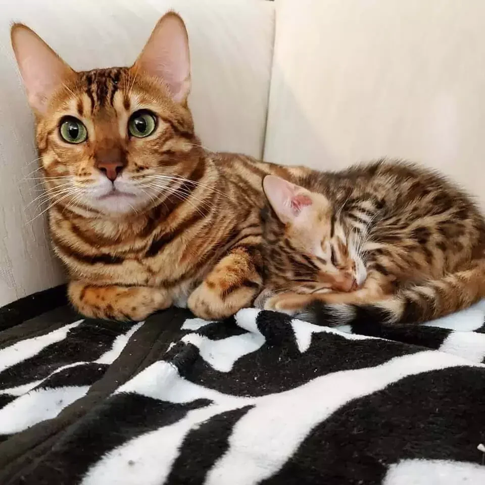 Chat Bengal de Jungle Kitten
