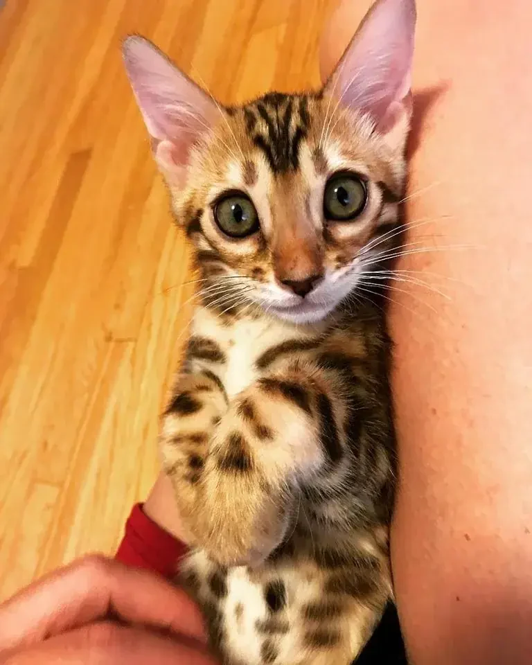 Chat Bengal de Jungle Kitten