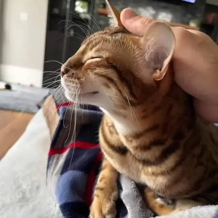Bengal cat from Jungle Kitten