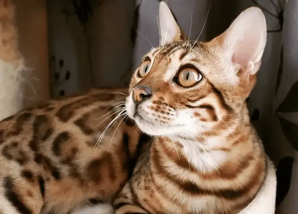 Oscar5 | Cattery Bengal