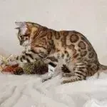 Oscar_Jungle_Kitten5
