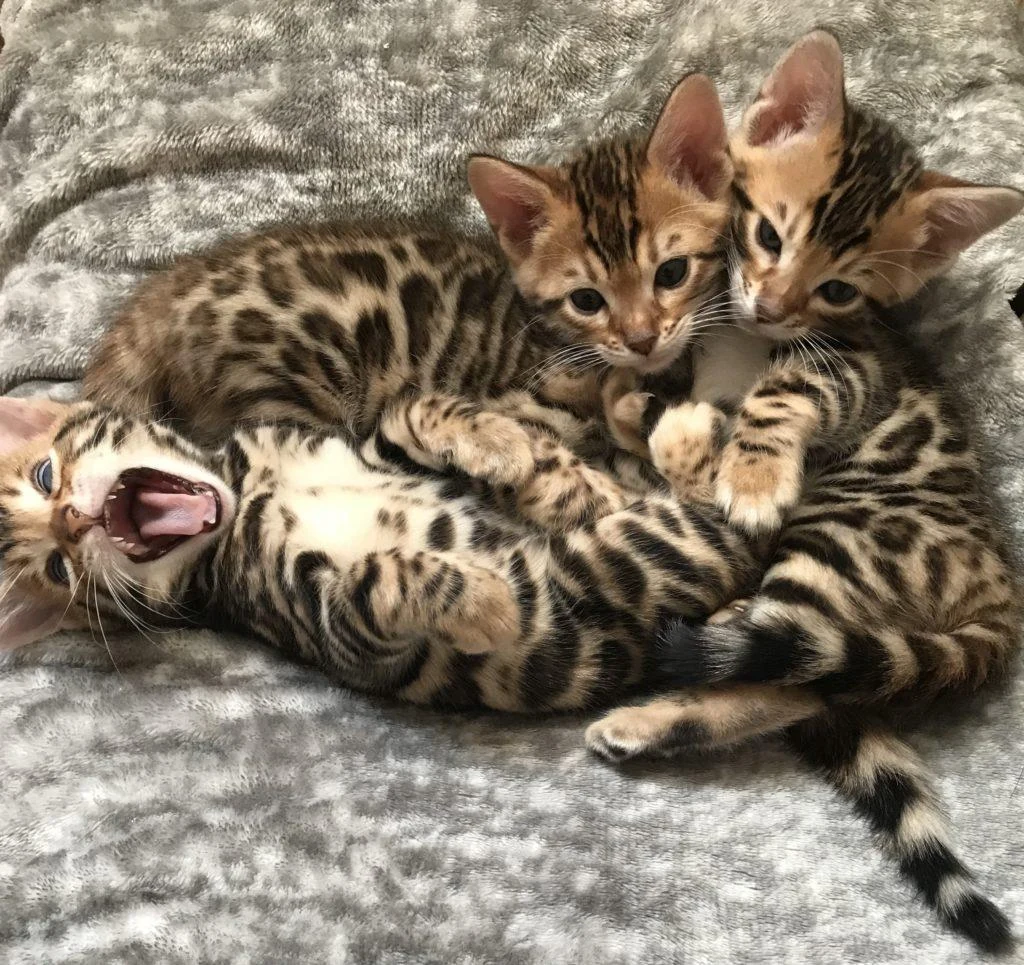 Bengal cat from Jungle Kitten