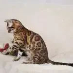 Oscar_Jungle_Kitten8
