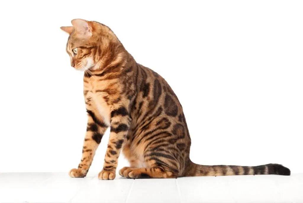 bengal cat sitting no the floor