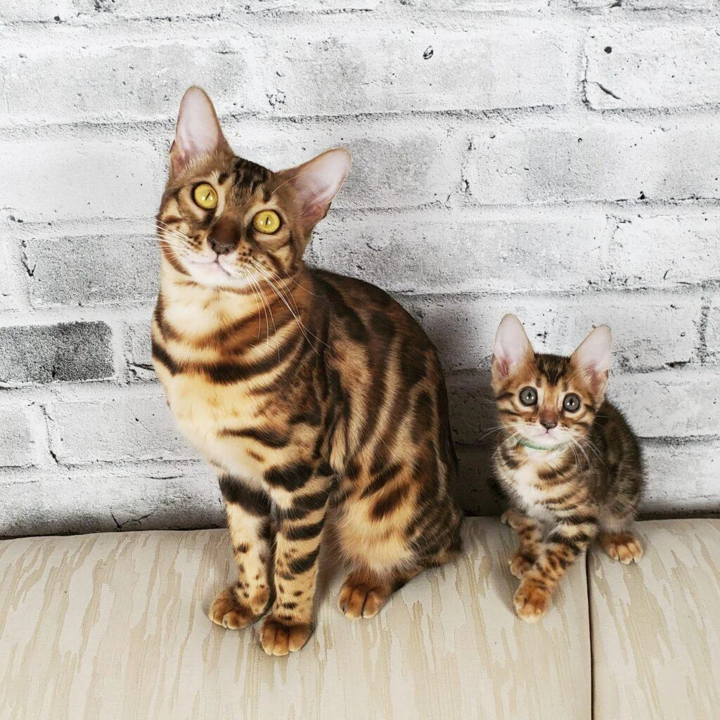 Chat Bengal de Jungle Kitten