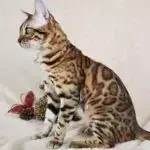 Oscar_Jungle_Kitten4