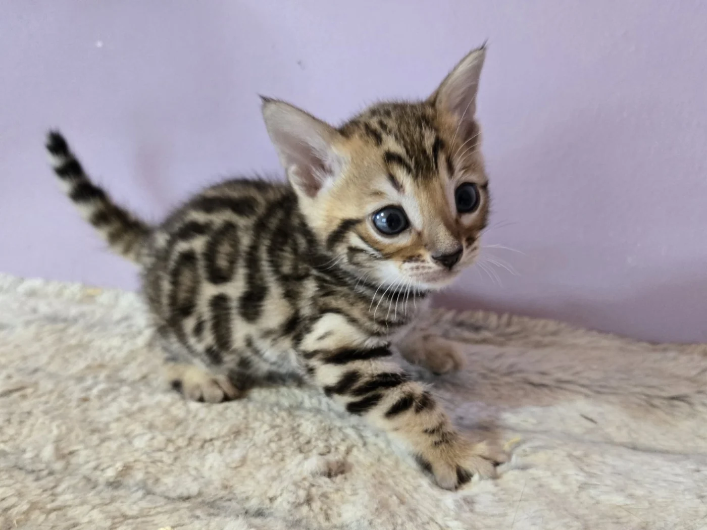 Bengal Boy — Photo 1 / 1