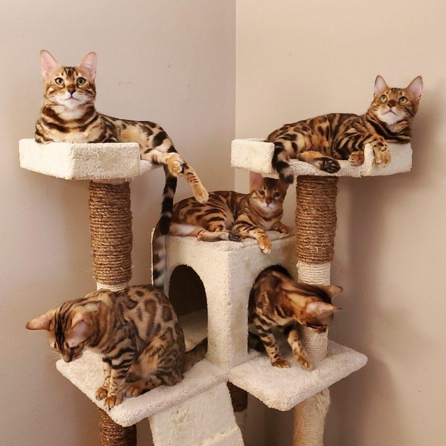 Buy Bengal Cats | Bengal Cattery Jungle Kitten | Cattery ...