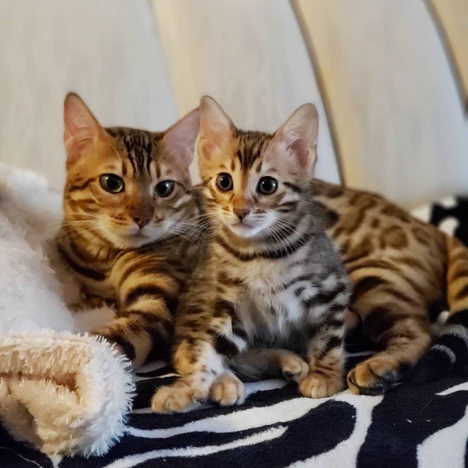 acheter Bengal