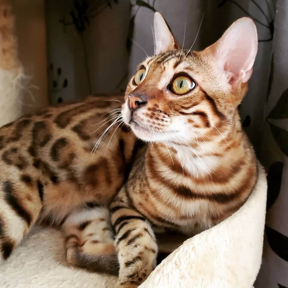 Frequent Questions About Bengal Cats Cattery Bengal 5184