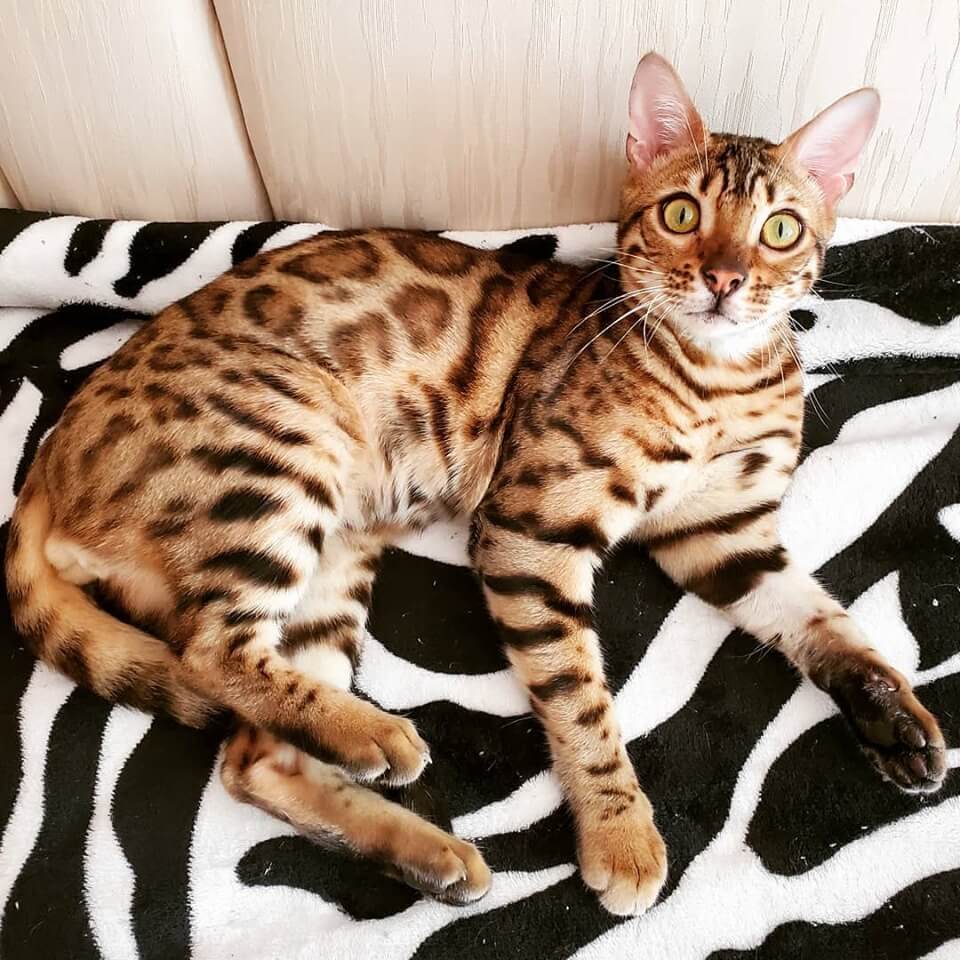 Bengal Cat Oscar Jungle Kitten