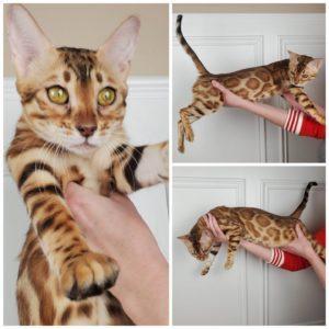 Jungle Kitten Olyvia